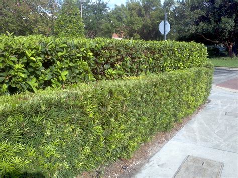 Hedges For Tampa Bay Buy In Riverview Apollo Beach