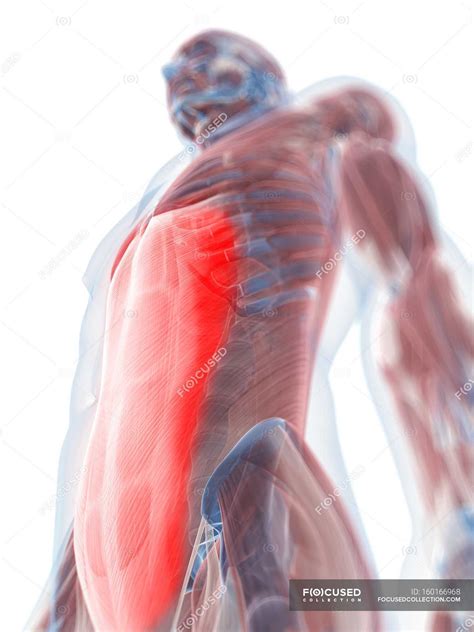 Rectus Abdominis Muscle — Rectus Abdominals Vertical Stock Photo
