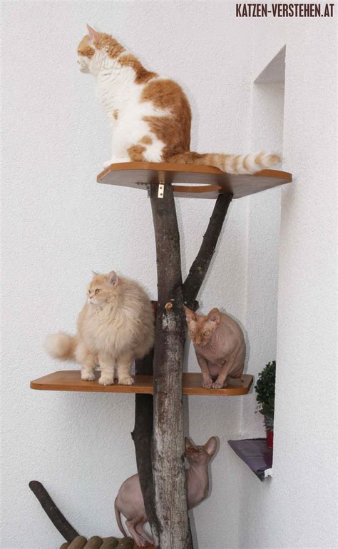 Er hat mich angepinkelt, das sofa von meinem freund, das katzenkörbchen von amira (die 2.katze), an den boden usw. Einrichtungsideen und Anregungen für die Katzenwohnung ...