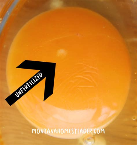 How To Tell If A Chicken Egg Is Fertilized