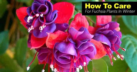 Fuchsia Plant Care How To Grow The Fuchsia Flower
