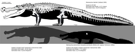 Deinosuchus Comparison By Fadeno On Deviantart