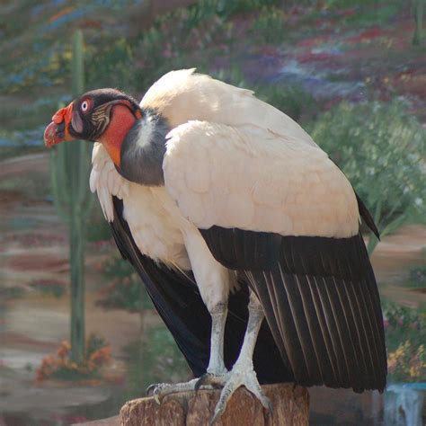 King Vulture 2 Photograph By Susan Heller