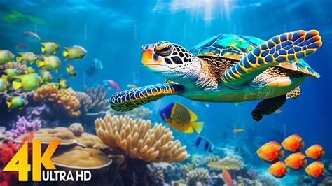 Under Red Sea 4k🐠incredible Colorful Ocean Life With Relaxing Music