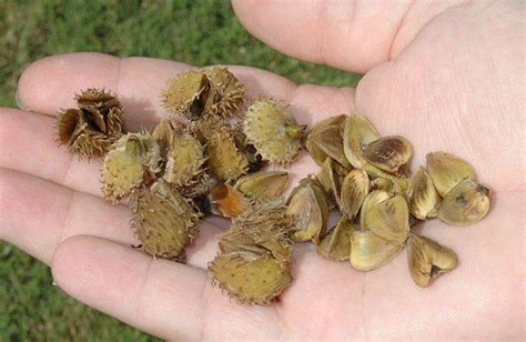 American Beech Tree Fruit Bottomless Online Diary Gallery Of Photos