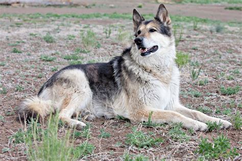 Malamute Mixes 23 Different Alaskan Malamute Crossbreeds K9 Web