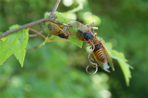 Cicada Bugs Having Wild Sex In The Tree Tops And Making An Awful Sound