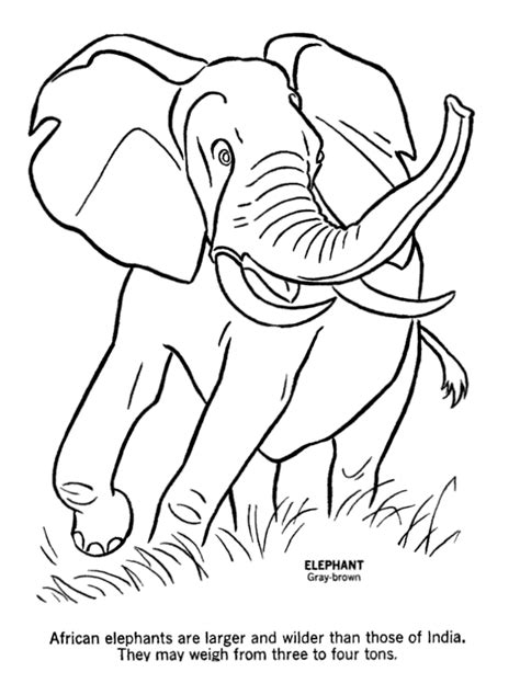 Elephant Coloring Pages To Print Coloring Home