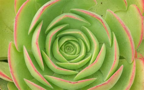 We did not find results for: Green Flowers Wallpapers - Page 13244 - Movie HD Wallpapers