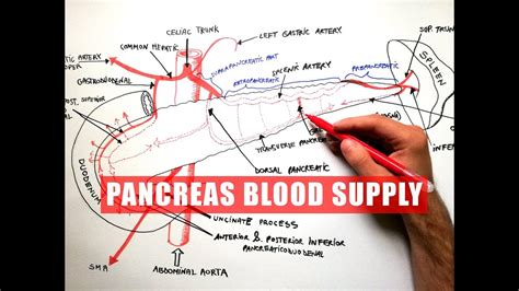 When a hormone reaches a part of when a blood vessel breaks platelets rush to the damaged area and stick to one another , forming harmful = dangerous. Liver Anatomy Of Blood Supply : Visceral Organs Advanced Anatomy 2nd Ed - Largest gland in the ...