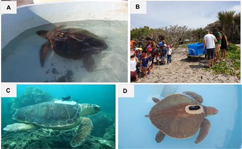 Frontiers Sea Turtles For Ocean Research And Monitoring Overview And