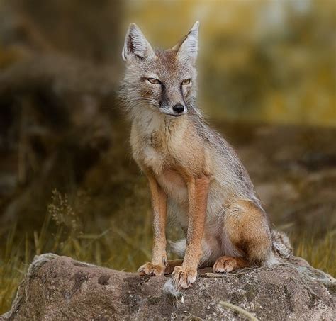 Lovely Bits — Beautiful Wildlife Corsac Fox Vulpes