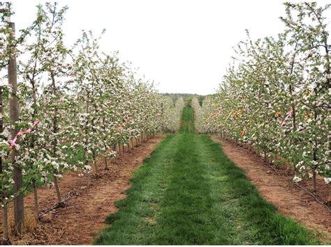 High Density Orchards Advance Apple Growing Mountain Horticultural