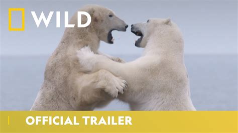 Kingdom Of The Polar Bears Tv Series 2021