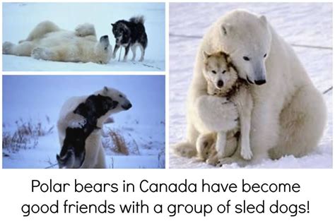 Polar Bear And Sled Dog Polar Bears In Canada Polar Bear Dogs