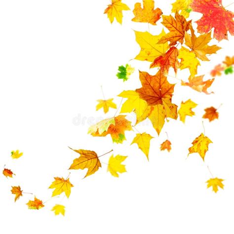 Falling Colorful Autumn Maple Stock Photo Image Of September Falling