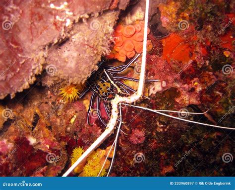 Lobster Hiding In The Coral Stock Image Image Of Baby Colours 233960897