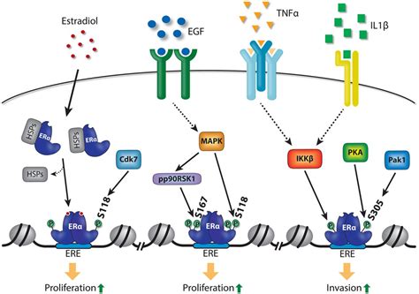 Signaling pathways and steroid receptors modulating estrogen receptor α