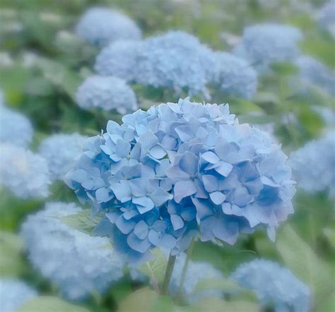 Pastel Blue Hydrangea Photograph By Kim Hojnacki Pixels