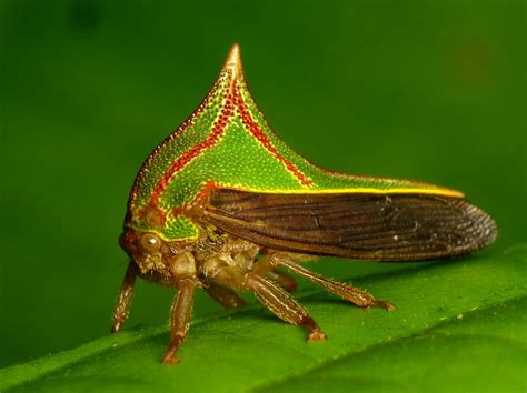 Les Membracides De Surprenants Petits Insectes