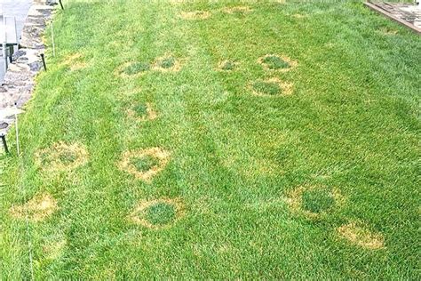 How To Get Rid Of Summer Lawn Fungus Boulder Landscape