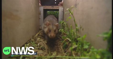 Het Gaat Niet Goed Met De Wilde Hamster Vorig Jaar Nog 26 Burchten