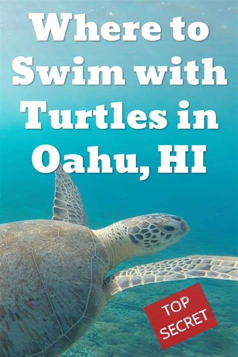 The Best Beaches Where To See And Swim With Sea Turtles In Oahu