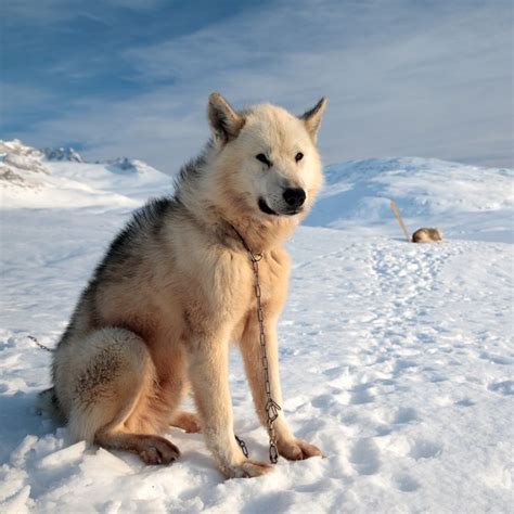 Greenlandish Dog Tiniteqilaaq East Greenland Nuuk Greenland