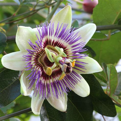 Grow Your Own Passion Flowers Plant Kit By Plants From Seed