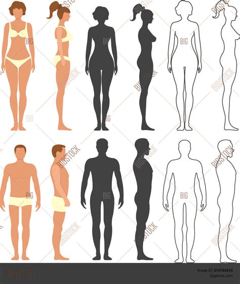 male female anatomy vector and photo free trial bigstock