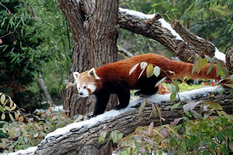 Red Panda Ailurus Fulgens Display Full Image