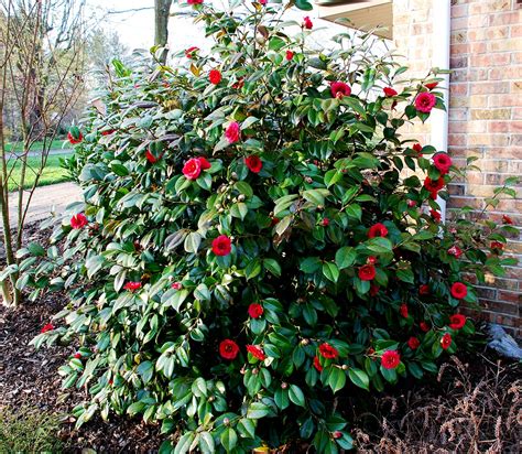 April Tryst Camellia Bushes For Sale Online The Tree Center