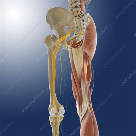 Popliteal fossa with all anatomical structures in medical imaging. Lower body anatomy, artwork - Stock Image - C014/5592 ...