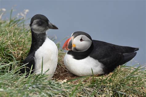 Win A Free Spot In The Cornell Lab S Joy Of Birdwatching Course Ebird