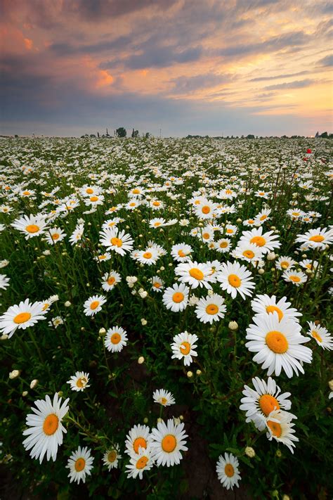 Field Of Daisies Zeeland The Netherlands Nature Photography Travel