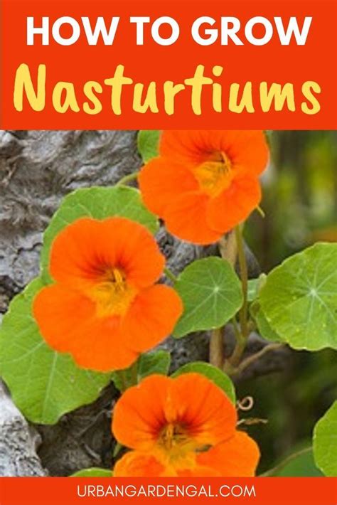 Discovering your favorite easy to grow edible plants allows you to start your own indoor vegetable garden. Nasturtiums are brightly colored annuals with edible ...