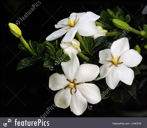 Flowers White Gardenia Stock Photo I2187016 At Featurepics