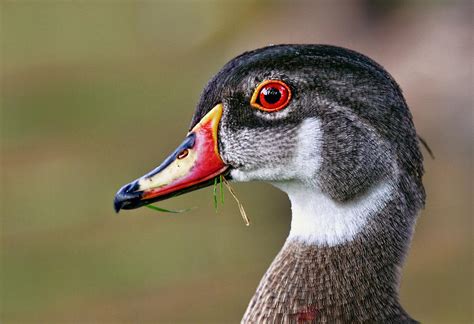 Wood Duck Drake Photograph By Marcia Colelli