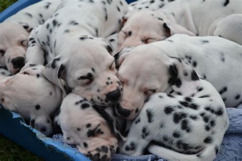 Puppies don't have spots in the beginning newborn dalmatian puppies Pictures Of Newborn Dalmatian Puppies - Puppy And Pets