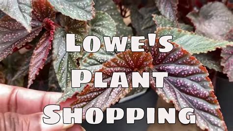 Lowes Garden Center House Plant Shopping Costa Farms Big Box Plant