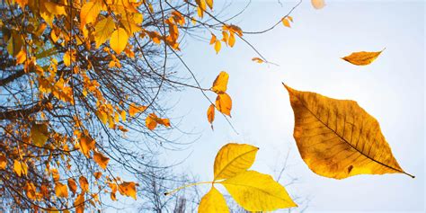 Tree With Falling Leaves