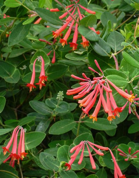 These 15 Gorgeous Flowers Will Attract Hummingbirds To Your Garden