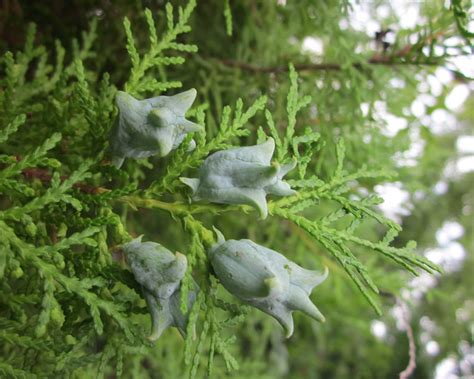 Seed Pods On A Cedar Tree Flickr Photo Sharing