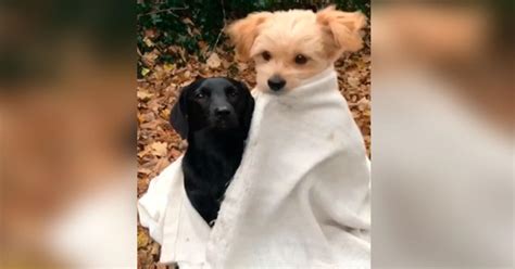 Facebook Viral Perrito Demuestra Su Amistad Al Cubrir Y Abrazar A Su