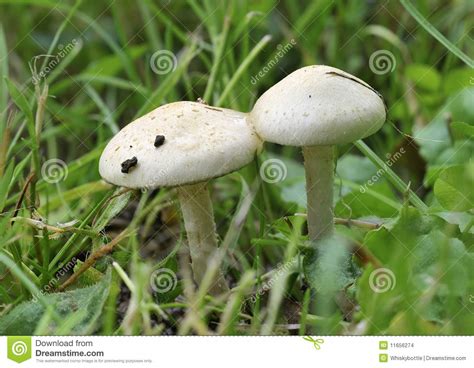 Two Mushrooms In Grass Stock Photo Image Of Autumn Nature 11656274