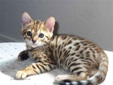 Bengal cat coat colors and patterns all items below shared from bengalcats.co if you are visiting our site from a mobile device you may have a better experience bengal cats are a dream come true. Healthy Bengal Kittens for sale | Bengal kitten, Bengal ...