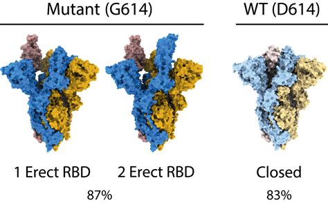 The Effect Of The D614g Substitution On The Structure Of The Spike Glycoprotein Of Sars Cov 2 Pnas