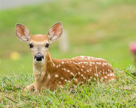 White Tail Fawn Animals Baby Deer Deer Pictures