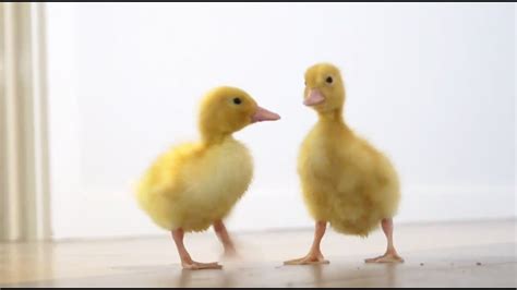 Pet Ducklings Youtube
