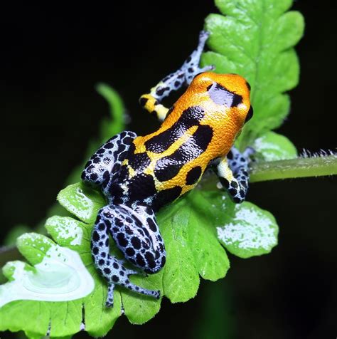 Most Amazing Colorful Frogs That Are Not Available To See Everywhere